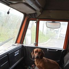 Подробнее об объявлении «Екатеринбург Пропала собака кобель» Фото: пропала собака Такса «Екатеринбург Пропала собака кобель» в г. Екатеринбург