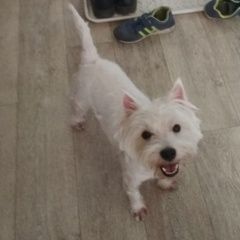 Подробнее об объявлении «Пропала собака вест-хайленд-уайт-терьер Санкт-Петербург» Фото: пропала собака Вест хайленд уайт терьер «Пропала собака вест-хайленд-уайт-терьер...» в г. Санкт-Петербург