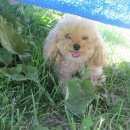 Подробнее об объявлении «Медынь Пропала собака помогите вернуть члена семьи домой» Фото: пропала собака Пудель «Медынь Пропала собака помогите вернуть члена...» в г. Медынь