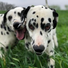 Подробнее об объявлении «Целина Пропала собака кобель и 2 далматина» Фото: пропала собака Далматин «Целина Пропала собака кобель и 2 далматина» в г. Целина