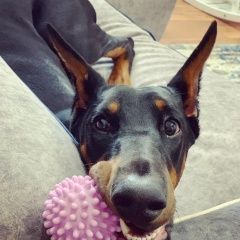 Подробнее об объявлении «Пропала собака доберман сука Нарофоминск» Фото: пропала собака Доберман «Пропала собака доберман сука Нарофоминск» в г. Нарофоминск