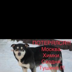 Подробнее об объявлении «Пропала собака кобель..  Москва» Фото: пропала собака  «Пропала собака кобель..  Москва» в г. Москва