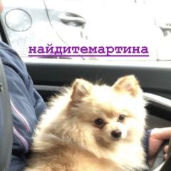 Подробнее об объявлении «Пропала собака кобель шпиц Томск» Фото: пропала собака Немецкий шпиц «Пропала собака кобель шпиц Томск» в г. Томск