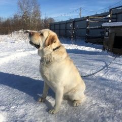 Подробнее об объявлении «Пропала собака кобель 29.02. убежал на пискаревке Санкт-Петербург» Фото: пропала собака Лабрадор ретривер «Пропала собака кобель 29.02. убежал на...» в г. Санкт-Петербург