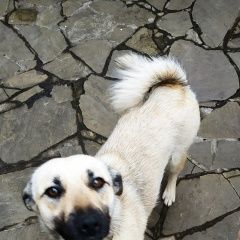 Подробнее об объявлении «Пропала собака Нарофоминск» Фото: пропала собака  «Пропала собака Нарофоминск» в г. Нарофоминск