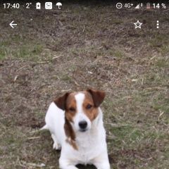 Подробнее об объявлении «Пропала собака кобель Санкт-Петербург» Фото: пропала собака Джек рассел терьер «Пропала собака кобель Санкт-Петербург» в г. Санкт-Петербург