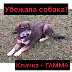 Подробнее об объявлении «Пропала собака.. убежала Москва» Фото: пропала собака  «Пропала собака.. убежала Москва» в г. Москва