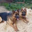 Подробнее об объявлении «Подольск Пропала собака две девочки» Фото: пропала собака Немецкая овчарка «Подольск Пропала собака две девочки» в г. Подольск