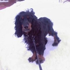 Подробнее об объявлении «Пропала собака кобель  Хабаровск» Фото: пропала собака Русский охотничий спаниель «Пропала собака кобель  Хабаровск» в г. Хабаровск