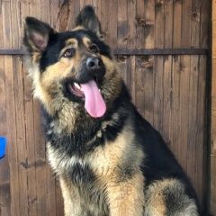 Подробнее об объявлении «Подольск Пропала собака кобель среднешерстная немецкая овчарка. кобель» Фото: пропала собака Среднеазиатская овчарка «Подольск Пропала собака кобель среднешерстная...» в г. Подольск