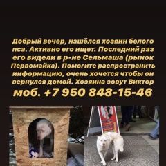 Подробнее об объявлении «Ростов-на-Дону Пропала собака кобель» Фото: пропала собака  «Ростов-на-Дону Пропала собака кобель» в г. Ростов-на-Дону