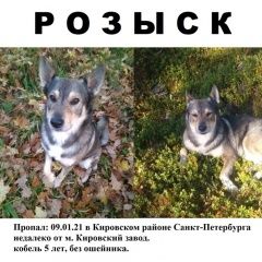 Подробнее об объявлении «Пропала собака кобель Санкт-Петербург» Фото: пропала собака Западно-сибирская лайка «Пропала собака кобель Санкт-Петербург» в г. Санкт-Петербург