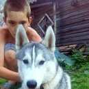 Подробнее об объявлении «Конаково Пропала собака кобель село завидово» Фото: пропала собака Сибирская хаски «Конаково Пропала собака кобель село завидово» в г. Конаково