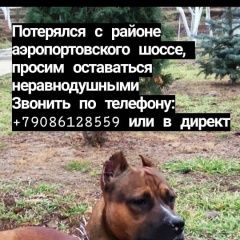 Подробнее об объявлении «Астрахань Пропала собака кобель внимание» Фото: пропала собака Американский стаффордширский терьер «Астрахань Пропала собака кобель внимание» в г. Астрахань
