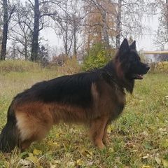 Подробнее об объявлении «Пропала собака кобель Санкт-Петербург» Фото: пропала собака Немецкая овчарка «Пропала собака кобель Санкт-Петербург» в г. Санкт-Петербург