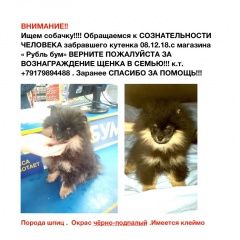 Подробнее об объявлении «Пропала собака кобель Саратов» Фото: пропала собака Немецкий шпиц «Пропала собака кобель Саратов» в г. Саратов