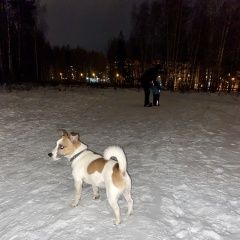 Подробнее об объявлении «Пропала собака кобель на прогулке Ярославль» Фото: пропала собака Джек рассел терьер «Пропала собака кобель на прогулке Ярославль» в г. Ярославль