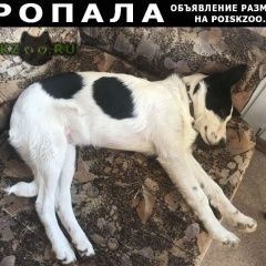 Подробнее об объявлении «Ростов-на-Дону Пропала собака кобель» Фото: пропала собака  «Ростов-на-Дону Пропала собака кобель» в г. Ростов-на-Дону