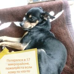 Подробнее об объявлении «Ангарск Пропала собака кобель член нашей семьи» Фото: пропала собака Той-терьер «Ангарск Пропала собака кобель член нашей семьи» в г. Ангарск
