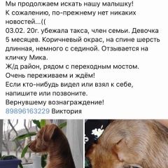 Подробнее об объявлении «Ростов-на-Дону Пропала собака» Фото: пропала собака Такса «Ростов-на-Дону Пропала собака» в г. Ростов-на-Дону
