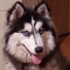 Подробнее об объявлении «Пропала собака филёвский парк Москва» Фото: пропала собака  «Пропала собака филёвский парк Москва» в г. Москва