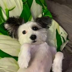 Подробнее об объявлении «Пропала собака пожалуйста помогите Хабаровск» Фото: пропала собака  «Пропала собака пожалуйста помогите Хабаровск» в г. Хабаровск