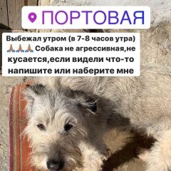 Подробнее об объявлении «Ростов-на-Дону Пропала собака кобель ростов, западный» Фото: пропала собака Миттельшнауцер «Ростов-на-Дону Пропала собака кобель ростов,...» в г. Ростов-на-Дону