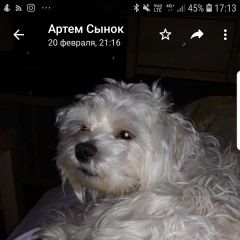 Подробнее об объявлении «Пропала собака кобель Санкт-Петербург» Фото: пропала собака Мальтийская болонка «Пропала собака кобель Санкт-Петербург» в г. Санкт-Петербург