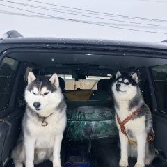 Подробнее об объявлении «Тюмень Пропала собака кобель» Фото: пропала собака Сибирская хаски «Тюмень Пропала собака кобель» в г. Тюмень