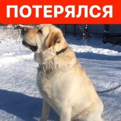 Подробнее об объявлении «Пропала собака кобель лабрадор мартин Санкт-Петербург» Фото: пропала собака Лабрадор ретривер «Пропала собака кобель лабрадор мартин...» в г. Санкт-Петербург