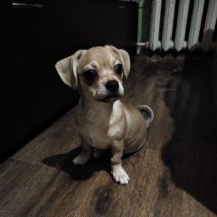 Подробнее об объявлении «Пропала собака кобель Самара» Фото: пропала собака Чихуахуа «Пропала собака кобель Самара» в г. Самара