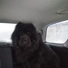 Подробнее об объявлении «Пропала собака кобель Самара» Фото: пропала собака Чау-чау «Пропала собака кобель Самара» в г. Самара