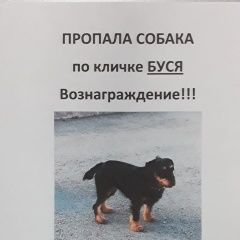 Подробнее об объявлении «Майкоп (Адыгея) Пропала собака» Фото: пропала собака Ягд-терьер «Майкоп (Адыгея) Пропала собака» в г. Майкоп (Адыгея)