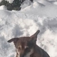 Подробнее об объявлении «Пропала собака Нарофоминск» Фото: пропала собака  «Пропала собака Нарофоминск» в г. Нарофоминск