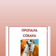 Подробнее об объявлении «Пропала собака срочно нужна помощь Химки» Фото: пропала собака  «Пропала собака срочно нужна помощь Химки» в г. Химки