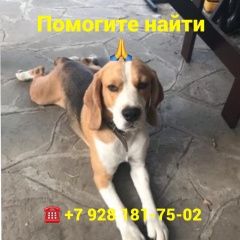 Подробнее об объявлении «Ростов-на-Дону Пропала собака» Фото: пропала собака Бигль «Ростов-на-Дону Пропала собака» в г. Ростов-на-Дону