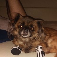 Подробнее об объявлении «Пропала собака Москва» Фото: пропала собака  «Пропала собака Москва» в г. Москва