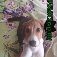 Подробнее об объявлении «Набережные Челны Пропала собака» Фото: пропала собака Гончая «Набережные Челны Пропала собака» в г. Набережные Челны