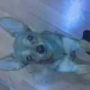 Подробнее об объявлении «Новосибирск Пропала собака маленький тойчик серого» Фото: пропала собака Той-терьер «Новосибирск Пропала собака маленький тойчик серого» в г. Новосибирск