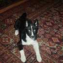 Подробнее об объявлении «Пропала собака ппопала собака Нижний Новгород» Фото: пропала собака  «Пропала собака ппопала собака Нижний Новгород» в г. Нижний Новгород