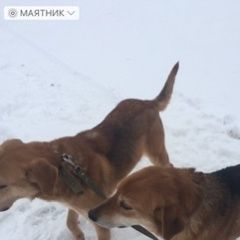 Подробнее об объявлении «Рассказово Пропала собака кобель» Фото: пропала собака  «Рассказово Пропала собака кобель» в г. Рассказово