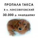 Подробнее об объявлении «Санкт-Петербург Пропала собака кобель такса длинношерстная» Фото: пропала собака Такса «Санкт-Петербург Пропала собака кобель такса...» в г. Санкт-Петербург