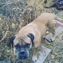 Подробнее об объявлении «Батайск Пропала собака» Фото: пропала собака Стаффордширский бультерьер «Батайск Пропала собака» в г. Батайск