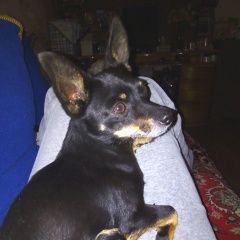 Подробнее об объявлении «Анапа Пропала собака кобель той-терьер» Фото: пропала собака Той-терьер «Анапа Пропала собака кобель той-терьер» в г. Анапа