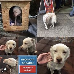 Подробнее об объявлении «Ростов-на-Дону Пропала собака кобель» Фото: пропала собака  «Ростов-на-Дону Пропала собака кобель» в г. Ростов-на-Дону