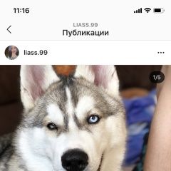 Подробнее об объявлении «Ростов-на-Дону Пропала собака кобель хаски» Фото: пропала собака Сибирская хаски «Ростов-на-Дону Пропала собака кобель хаски» в г. Ростов-на-Дону