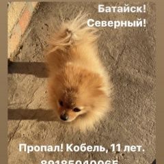 Подробнее об объявлении «Батайск Пропала собака» Фото: пропала собака Японский шпиц «Батайск Пропала собака» в г. Батайск