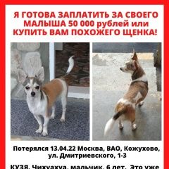 Подробнее об объявлении «Москва Пропала собака кобель вознаграждение 50000 руб.» Фото: пропала собака Чихуахуа «Москва Пропала собака кобель вознаграждение...» в г. Москва