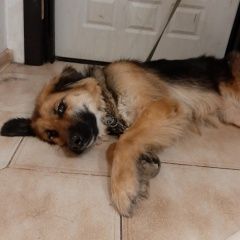 Подробнее об объявлении «Электроугли Пропала собака» Фото: пропала собака  «Электроугли Пропала собака» в г. Электроугли