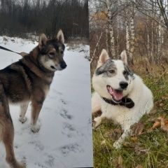 Подробнее об объявлении «Пропала собака 2 лайки..срочно Смоленск» Фото: пропала собака  «Пропала собака 2 лайки..срочно Смоленск» в г. Смоленск